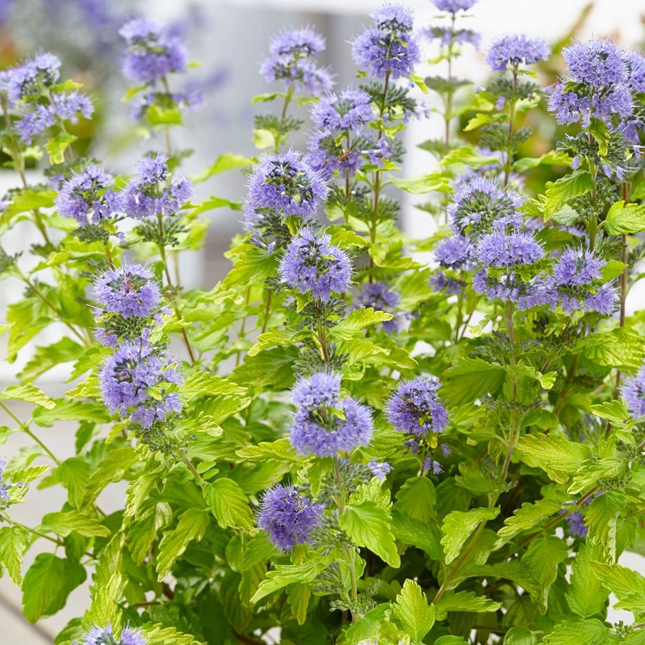 Caryopteris clandonensis 'Hint of Gold'
